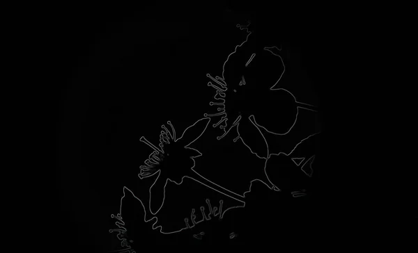 Silhouette Der Blumen Auf Schwarzem Hintergrund — Stockfoto