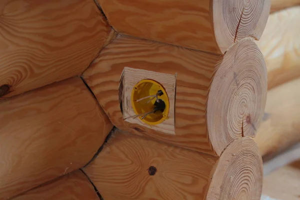 Holes for the electrical outlets in a log house. — Stock Photo, Image