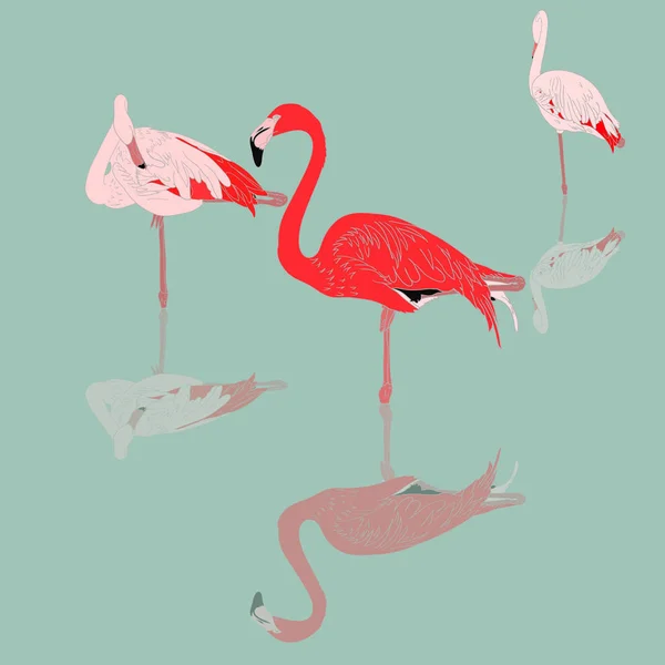 Três Flamingos Rosa Com Reflexão Sobre Água —  Vetores de Stock