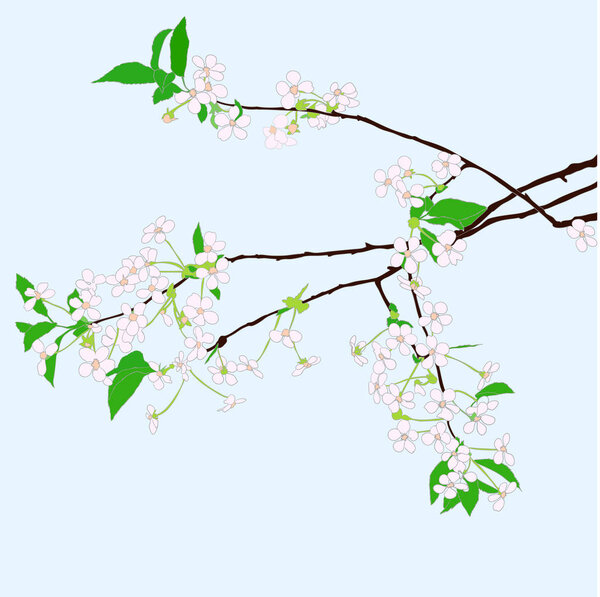 cherry blooming sprigs on blue background