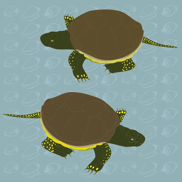 Pair Freshwater Turtles Blue Patterned Background — Stock Vector