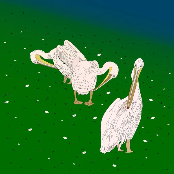 Pelicans Gräs Mattan Helt Enkelt Vektor Illustration — Stock vektor