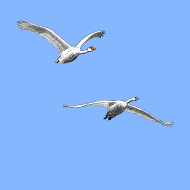 uçan Swans sadece vektör illüstrasyon