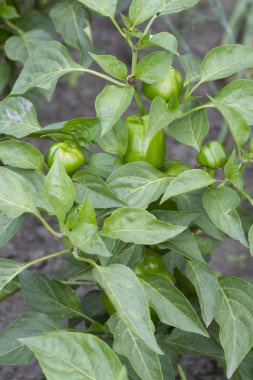 Gün ışığında genç olgunlaşmamış biber ile yatak