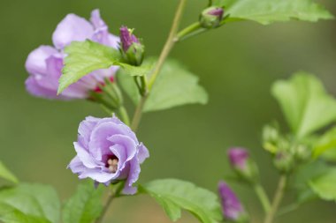 Mor taze çiçekler bahçede büyüyen