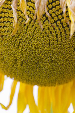 alanında büyüyen çiçek taze ayçiçeği Close-up