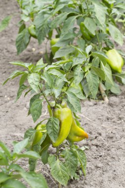 Gün ışığında genç olgunlaşmamış biber ile yatak