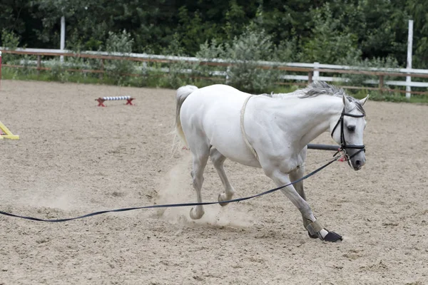 Cavallo Grigio Che Corre Recinto Legno — Foto Stock