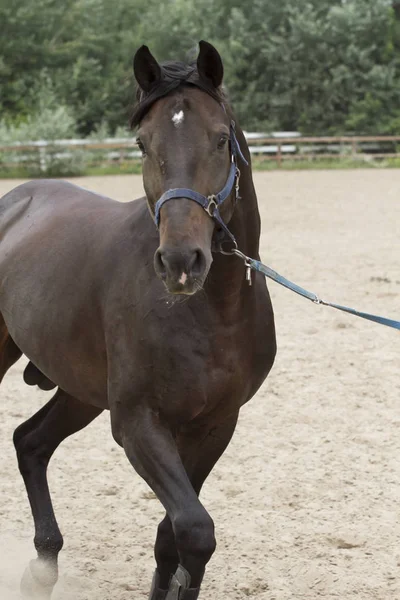 Cavallo Curioso Marrone Piedi Recinto Legno — Foto Stock