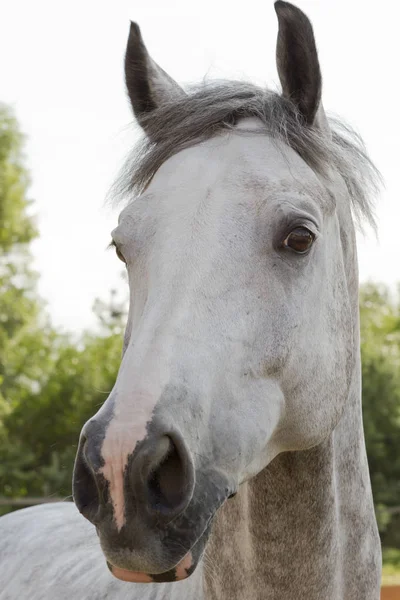 Witte Paard Snuit Kijken Camera Natuur — Stockfoto