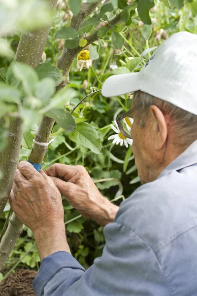 Gardener instills a new variety of apple tree to adult. — Stock Photo, Image