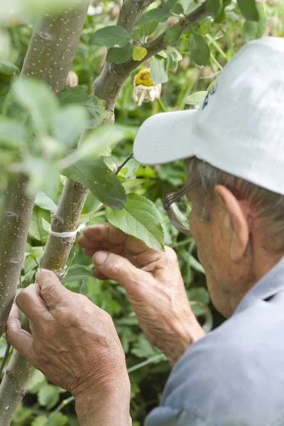 Gardener instills a new variety of apple tree to adult. — Stock Photo, Image