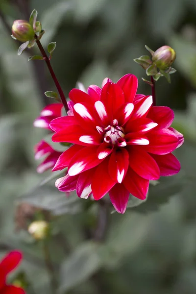 Beautiful White Purple Dahlia Flower Growing Garden — Stock Photo, Image