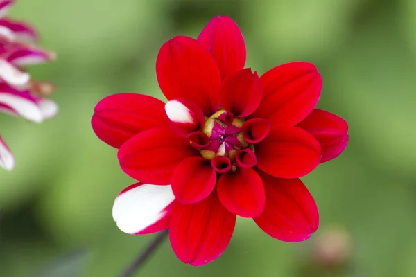 Bright Red Beautiful Red Dahlia Flower Growing Garden — Stock Photo, Image