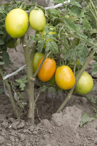 Tomates Amadurecendo Plantação Luz Dia — Fotografia de Stock