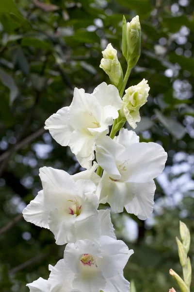 Bellissimo Gladiolo Bianco Che Cresce Giardino — Foto Stock