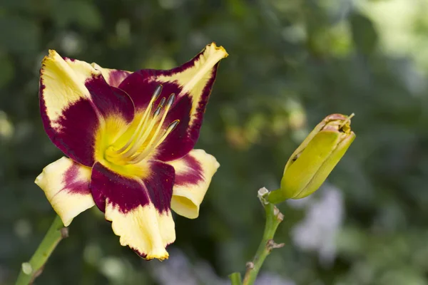 Lirio Púrpura Brillante Amarillo Creciendo Jardín — Foto de Stock