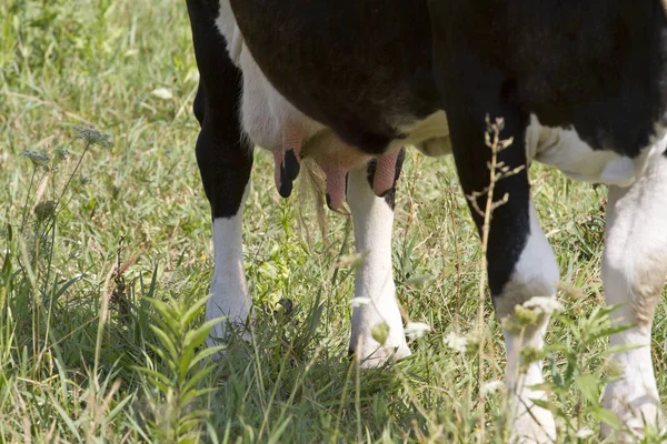 Siyah ve beyaz inek alanında tam meme