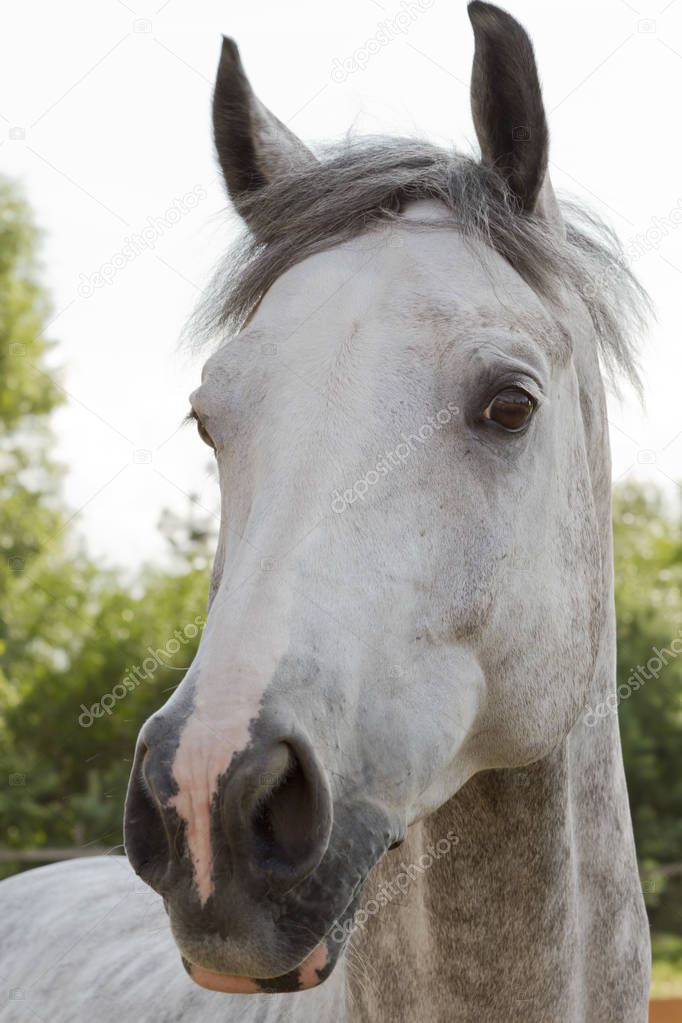 white horse muzzle looking at camera in nature
