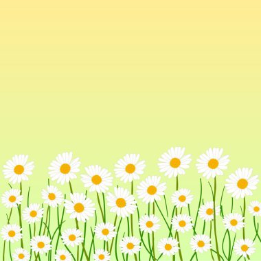 blooming daisies yeşil zemin üzerine alan