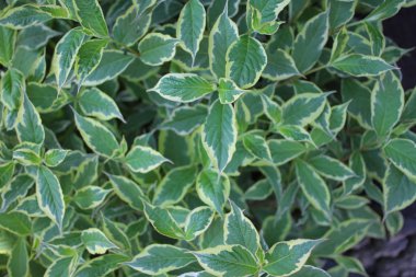 Bitkinin yeşil yaprakları yakın çekim