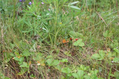 Yaban çileği orman çayır, yakın çekim