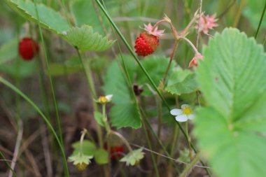 Yaban çileği orman çayır, yakın çekim