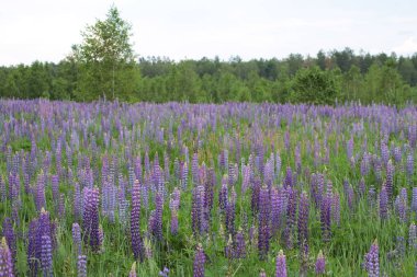 Çayırda mor çiçekleri acı bakla