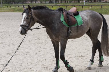 sakin at kırsal kesimde ayakta Close-up