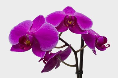 evde büyüyen çiçek açan, yakın çekim mor orkide