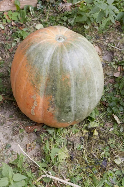 Picked Fresh Ripe Pumpkin Ground — Stock Photo, Image