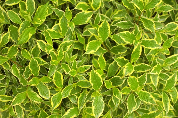 Zblízka Zelených Listů Rostliny — Stock fotografie