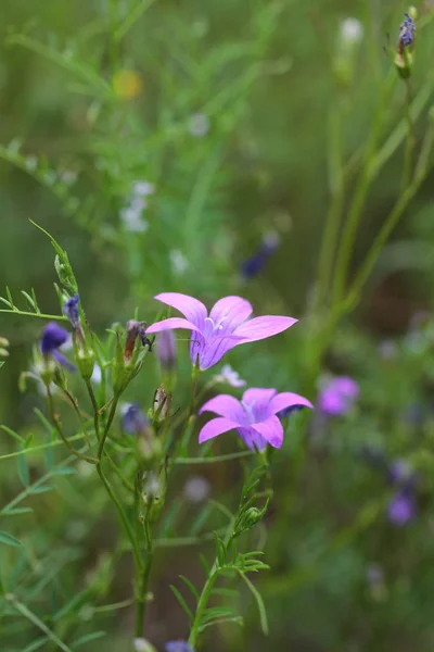 Κοντινό Πλάνο Της Μικρές Λιλά Harebells — Φωτογραφία Αρχείου