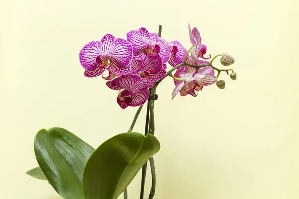 Close Van Bloeiende Licht Roze Orchidee Groeien Thuis — Stockfoto