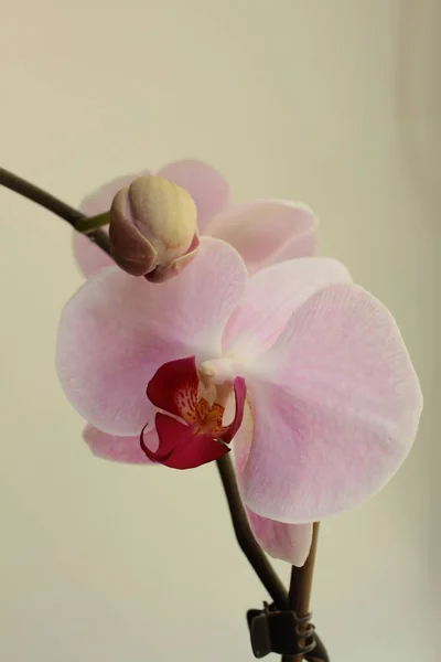 Close Flor Orquídea Rosa Claro Crescendo Casa — Fotografia de Stock