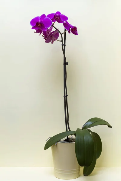 Pembe Orkide Tencereye Evde Büyüyen Çiçek — Stok fotoğraf