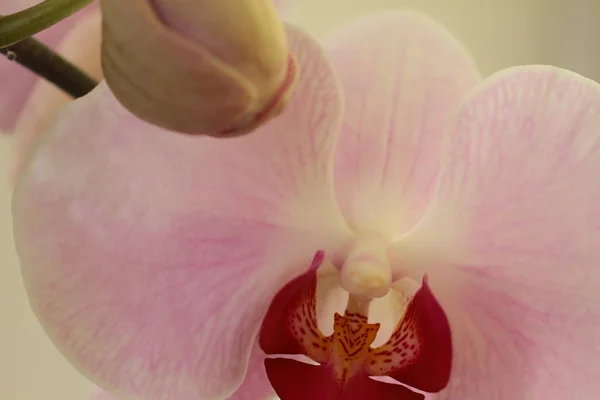 Close Van Bloeiende Licht Roze Orchidee Groeien Thuis — Stockfoto