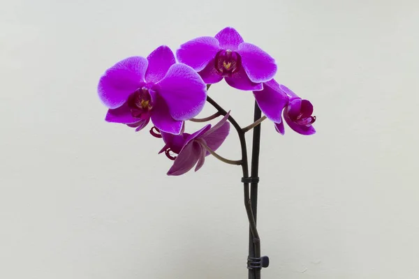 Close Blooming Purple Orchid Growing Home — Stock Photo, Image