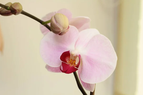 Close Van Bloeiende Licht Roze Orchidee Groeien Thuis — Stockfoto