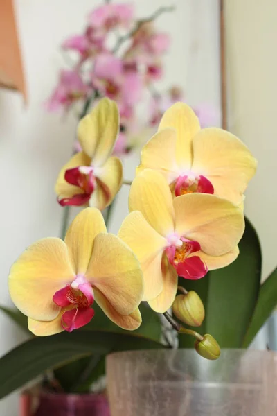 Close Van Blooming Gele Orchidee Groeien Thuis — Stockfoto