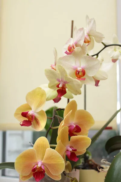 Close Van Blooming Gele Orchidee Groeien Thuis — Stockfoto