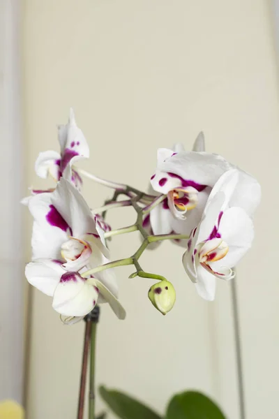 Close Blooming White Orchid Growing Home — Stock Photo, Image