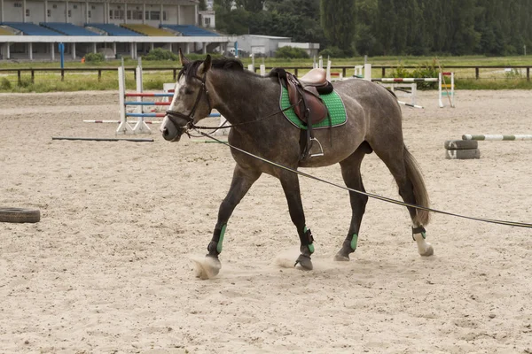 Close Van Kalm Paard Permanent Platteland — Stockfoto