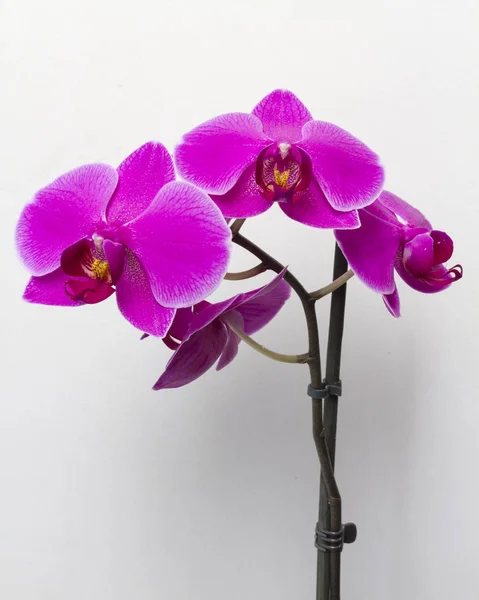 Крупным Планом Цветущей Фиолетовой Орхидеи Растущей Дома — стоковое фото