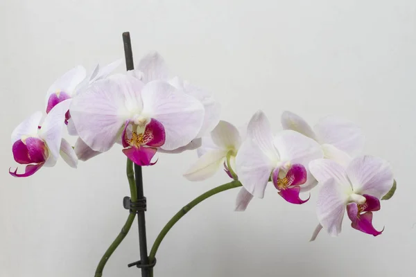 Close Van Blooming Witte Orchidee Groeien Thuis — Stockfoto