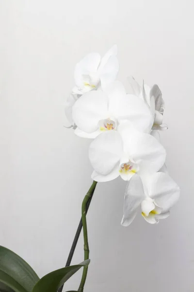 Közeli Kép Virágzó Fehér Orchidea Egyre Otthon — Stock Fotó