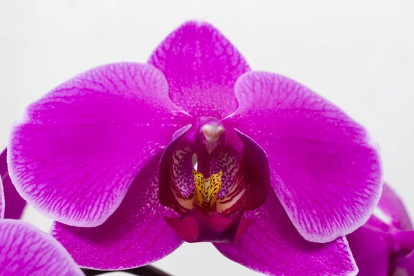 Close Blooming Purple Orchid Growing Home — Stock Photo, Image