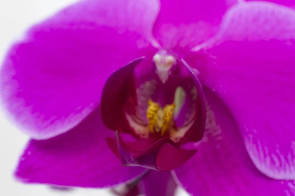 Gros Plan Floraison Orchidée Pourpre Croissant Maison — Photo