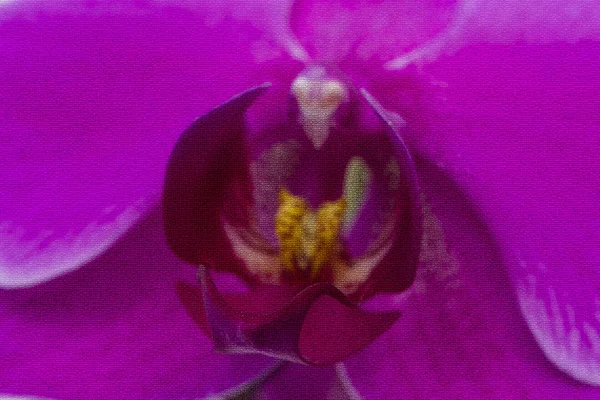 Gros Plan Floraison Orchidée Pourpre Croissant Maison — Photo