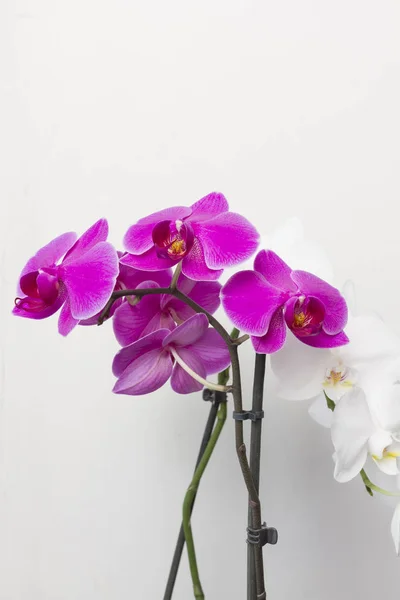 Közeli Kép Virágzó Lila Fehér Orchidea Növekvő Otthon — Stock Fotó